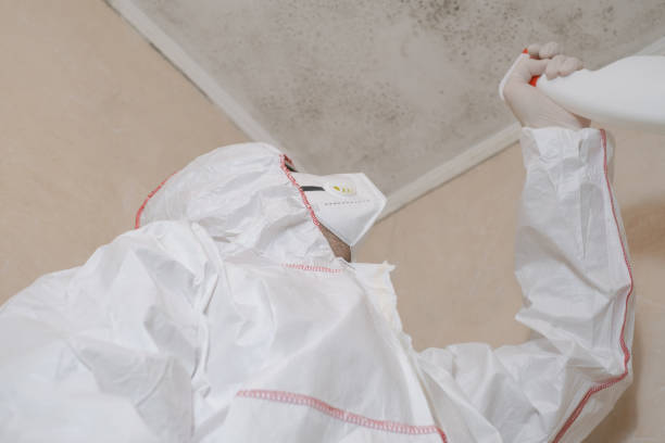 Best Mold Removal Process  in Wilson Conococheague, MD