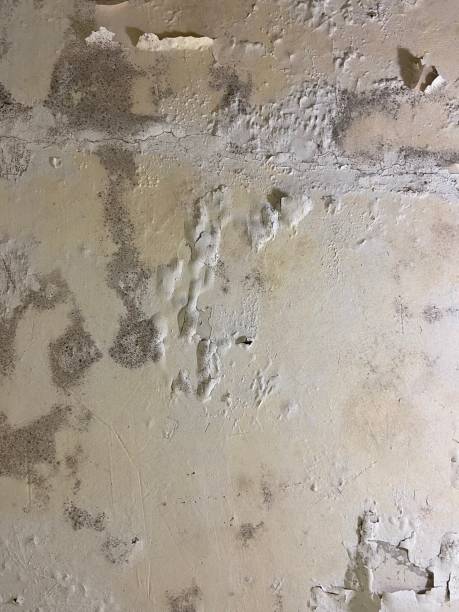 Mold Testing and Removal in Wilson Conococheague, MD