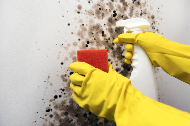 Best Black Mold Removal  in Wilson Conococheague, MD