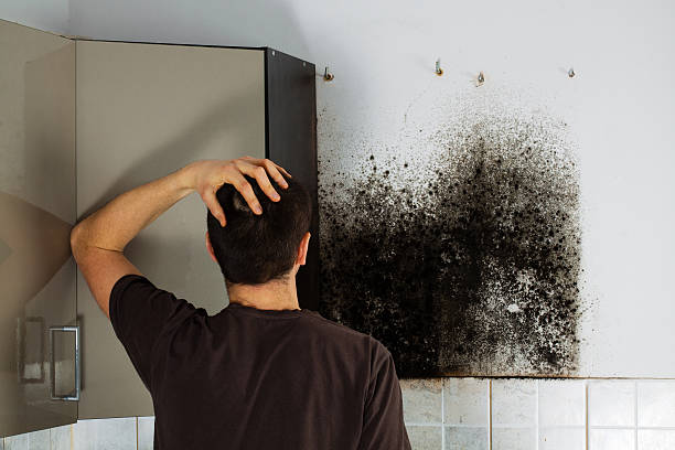 Best Mold Removal Company Near Me  in Wilson Conococheague, MD