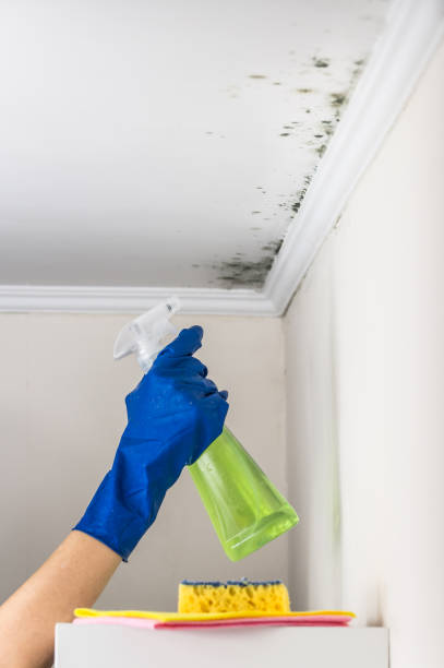 Best Local Mold Removal Service  in Wilson Conococheague, MD